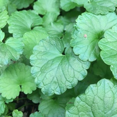 Glechoma hederacea