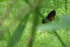 Euploea tulliolus ledereri