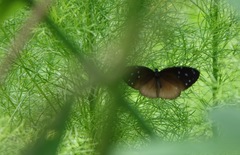 Euploea tulliolus ledereri