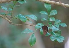 Euploea tulliolus ledereri