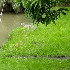 Caiman crocodilus fuscus