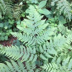 Pteridium pinetorum