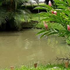 Caiman crocodilus fuscus