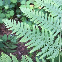 Pteridium pinetorum