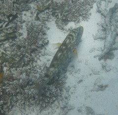 Lethrinus xanthochilus