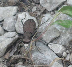 Apterodela unipunctata