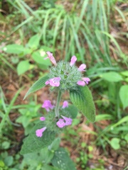 Clinopodium vulgare