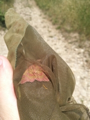 Rhodostrophia calabra