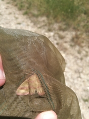 Rhodostrophia calabra