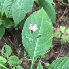 Geranium robertianum