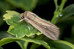 Leucania venalba