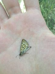 Heteropterus morpheus