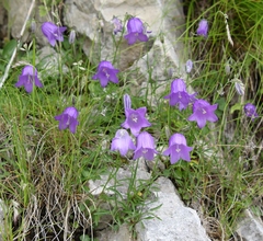 Campanula carnica