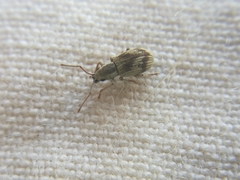 Pseudomyllocerus neapolitanus