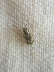 Pseudomyllocerus neapolitanus