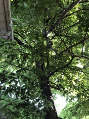 Tilia americana americana