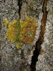 Xanthoria parietina