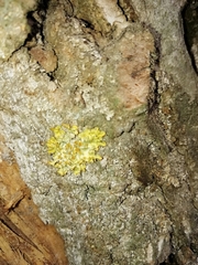 Xanthoria parietina