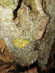 Xanthoria parietina