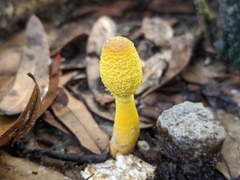 Leucocoprinus birnbaumii image