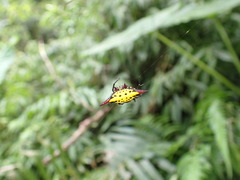 Gasteracantha sauteri