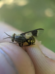 Chrysops callidus