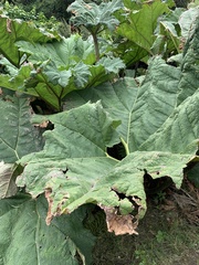 Gunnera tinctoria