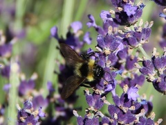 Bombus