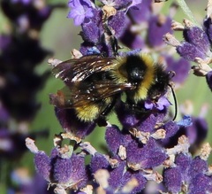Bombus