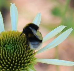 Bombus