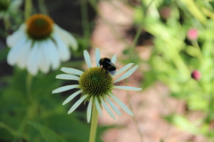 Bombus
