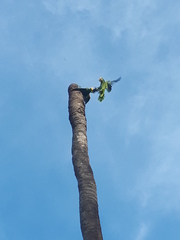Amazona barbadensis