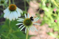 Bombus