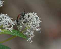 Brachyleptura