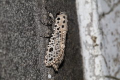 Zeuzera multistrigata