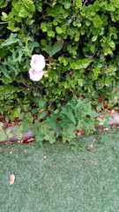 Calystegia pubescens