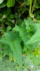 Calystegia pubescens