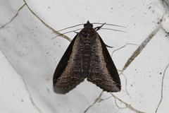 Lophoptera squammigera
