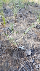 Gueldenstaedtia verna