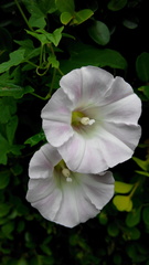 Calystegia pubescens