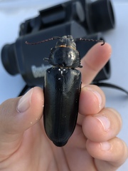 Archodontes melanopus