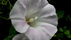 Calystegia pubescens
