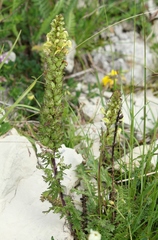 Pedicularis elongata
