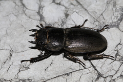 Serrognathus kyanrauensis