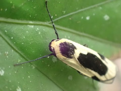 Thysanoptyx incurvata