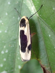 Thysanoptyx incurvata