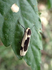 Thysanoptyx incurvata