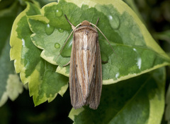 Leucania venalba