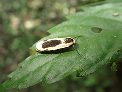 Thysanoptyx incurvata