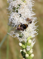 Bombus